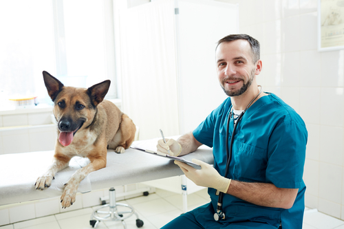 Caser Mascotas Preguntas Frecuentes